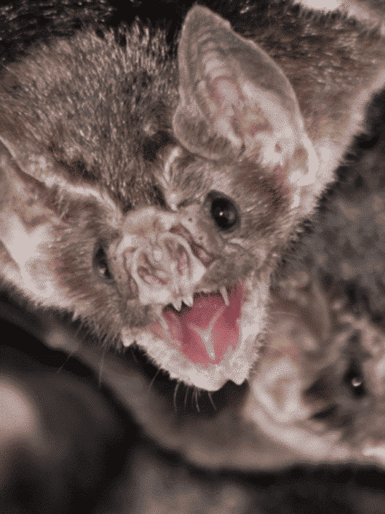 Scientists Discover Vampire Bats Are Moving North