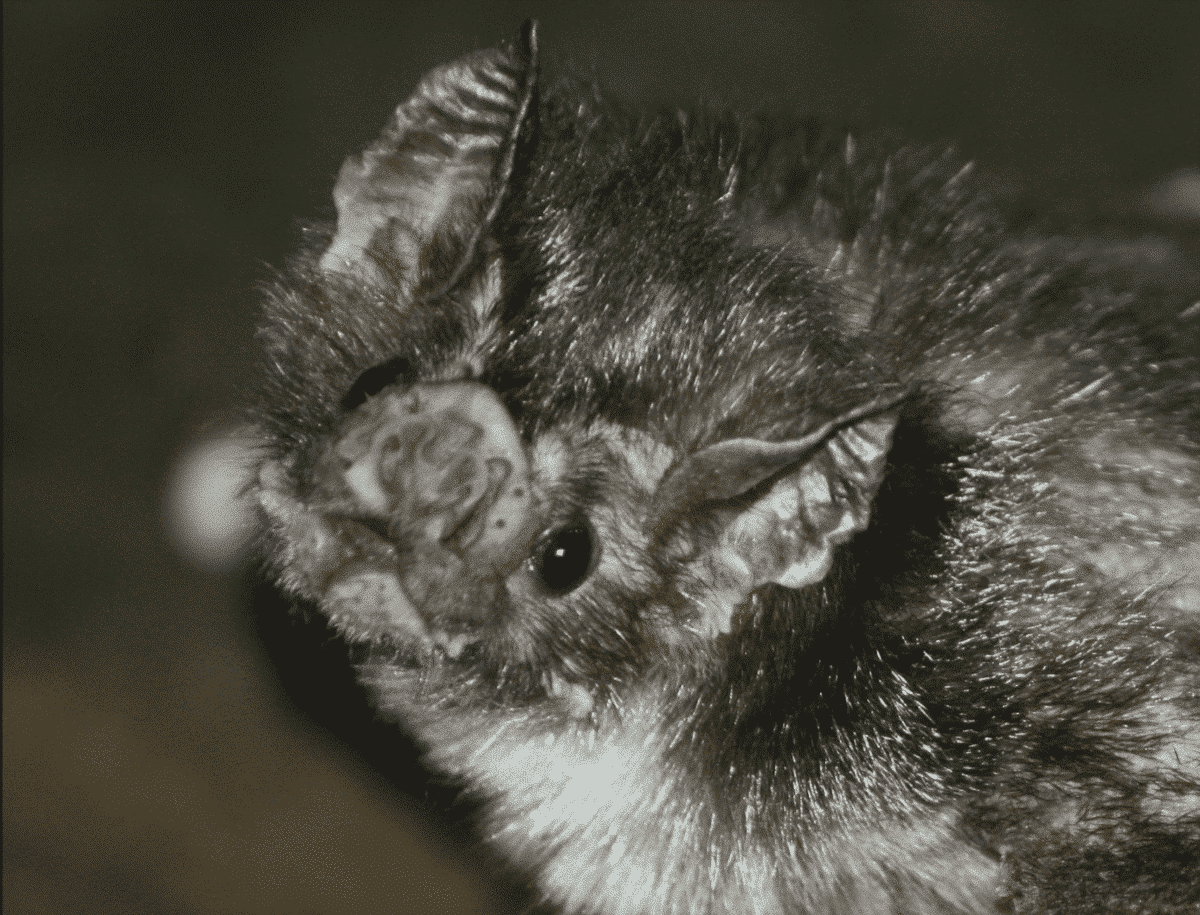 vampire bats