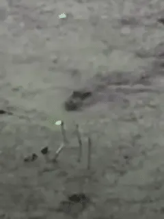 Not just our pets, even gators can't resist the allure of chasing laser beams
