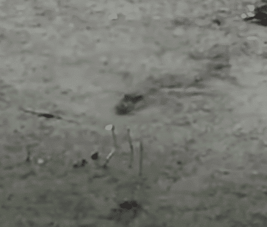 Even Gators Can’t Resist The Allure Of Chasing Laser Beams