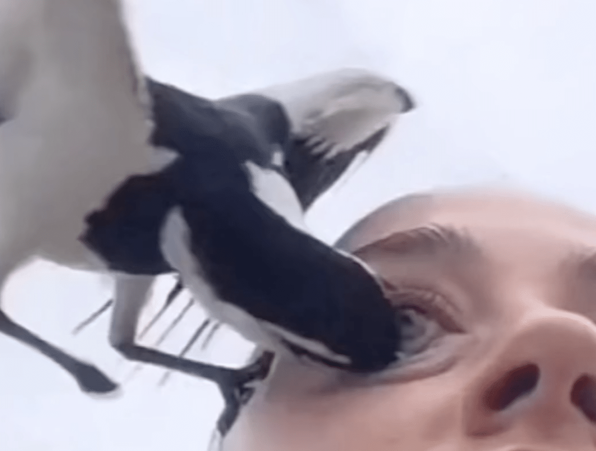 magpie pecks eye