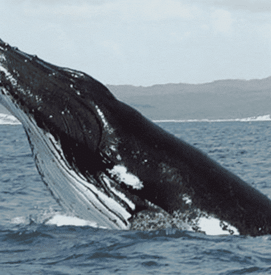 Top 10 Best Spots for Whale Watching in the US