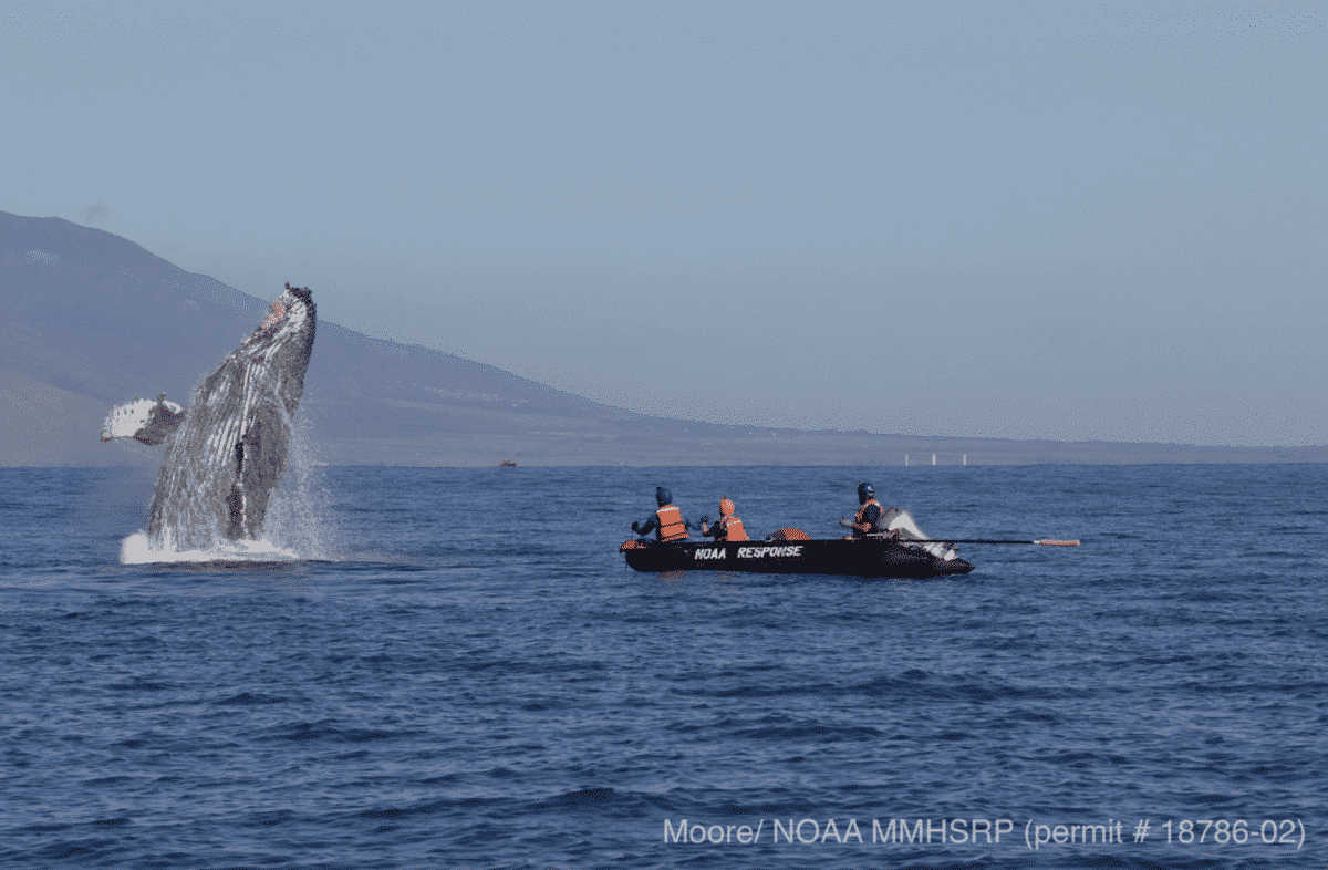 whale behavior