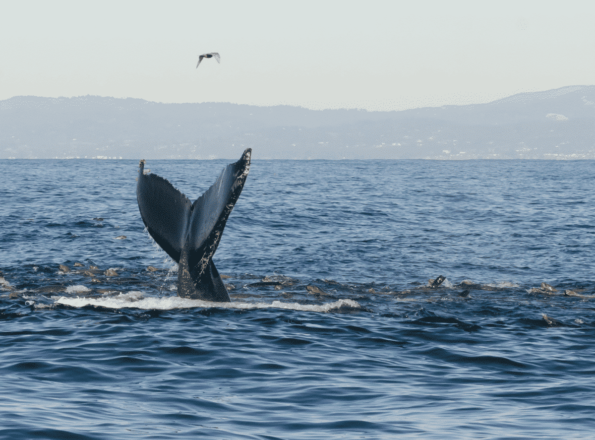 whale behavior