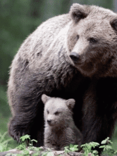 mama bear and her cub