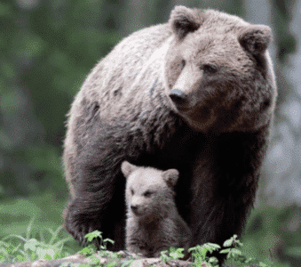Photographer Videos Mama Bear and Her Cub