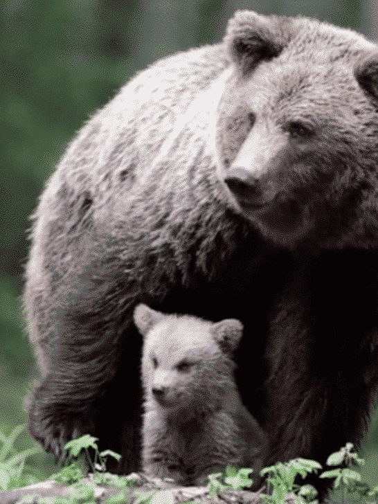 Photographer Videos Mama Bear and Her Cub