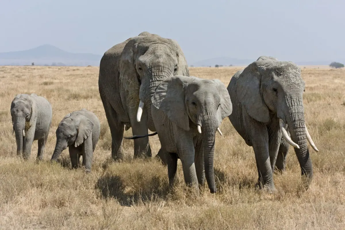 African Elephants