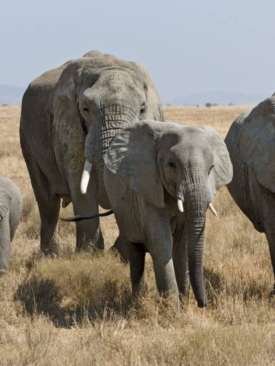 Scientists Discover the Bacteria Behind Elephant Fatalities