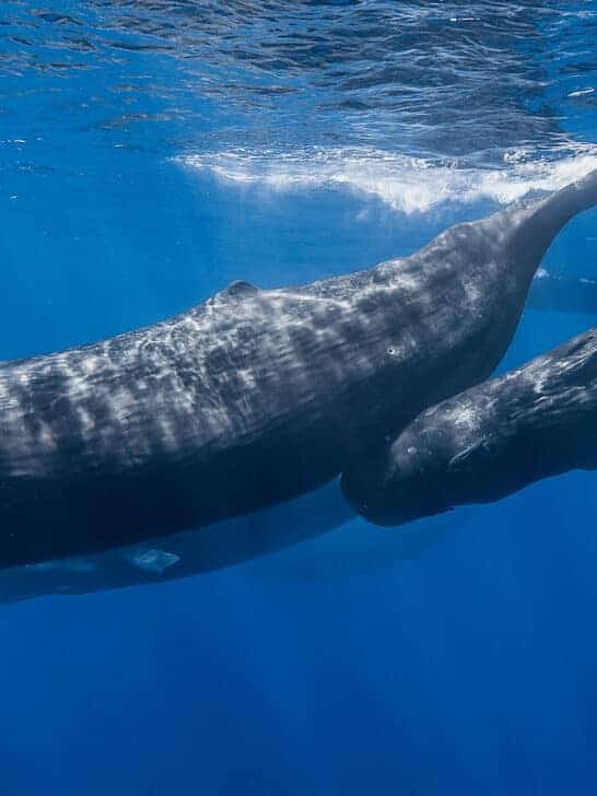 World’s First Sperm Whale Reserve in Dominica