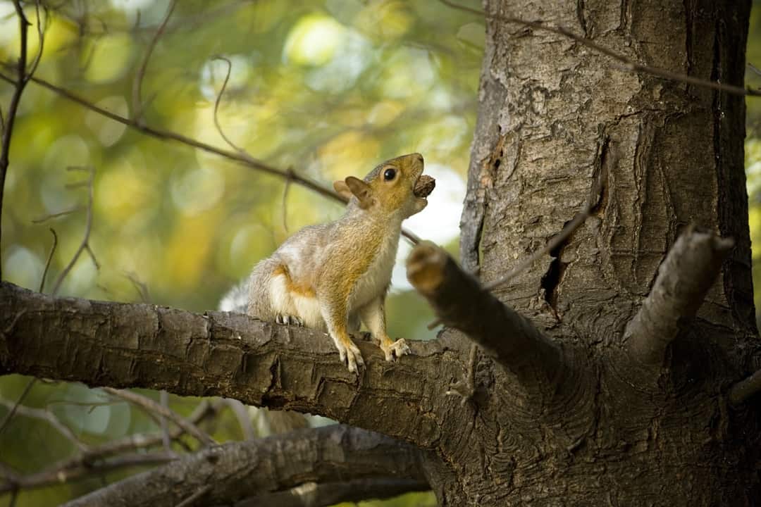 squirrel stashing a nut 