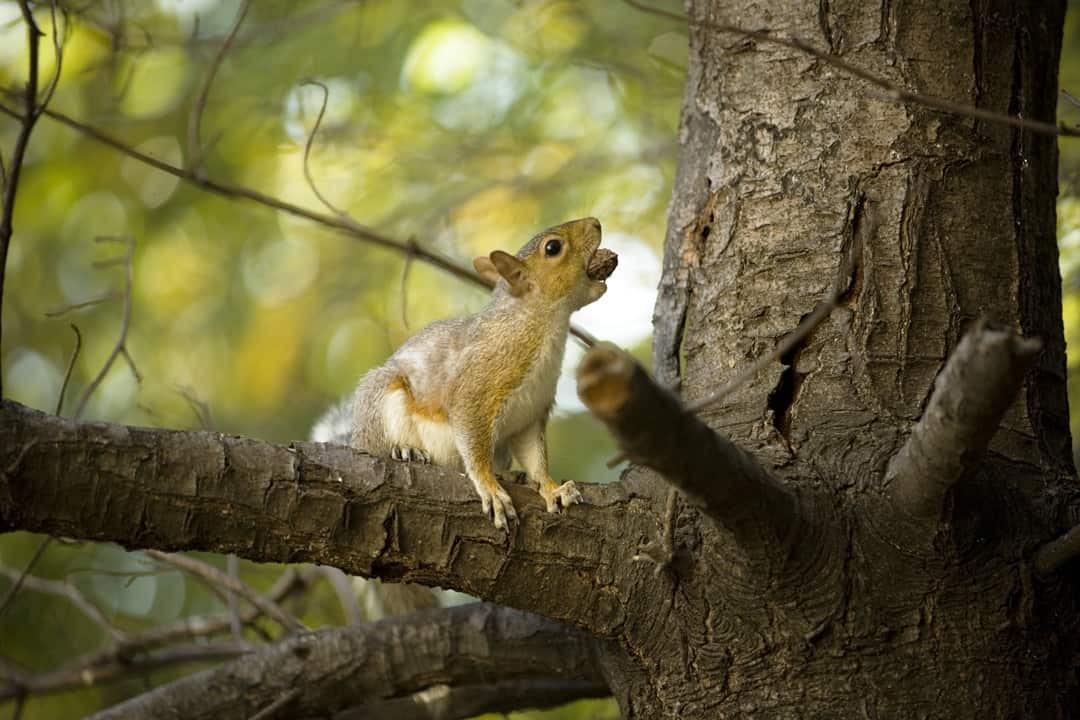 squirrel stashing a nut