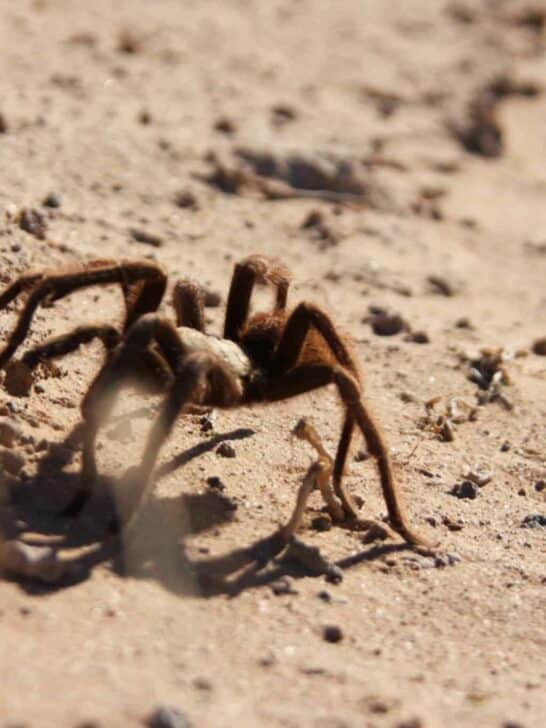 Tarantula Causes Car Crash in California’s Death Valley