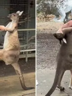 Kangaroo Attacks a Tourist