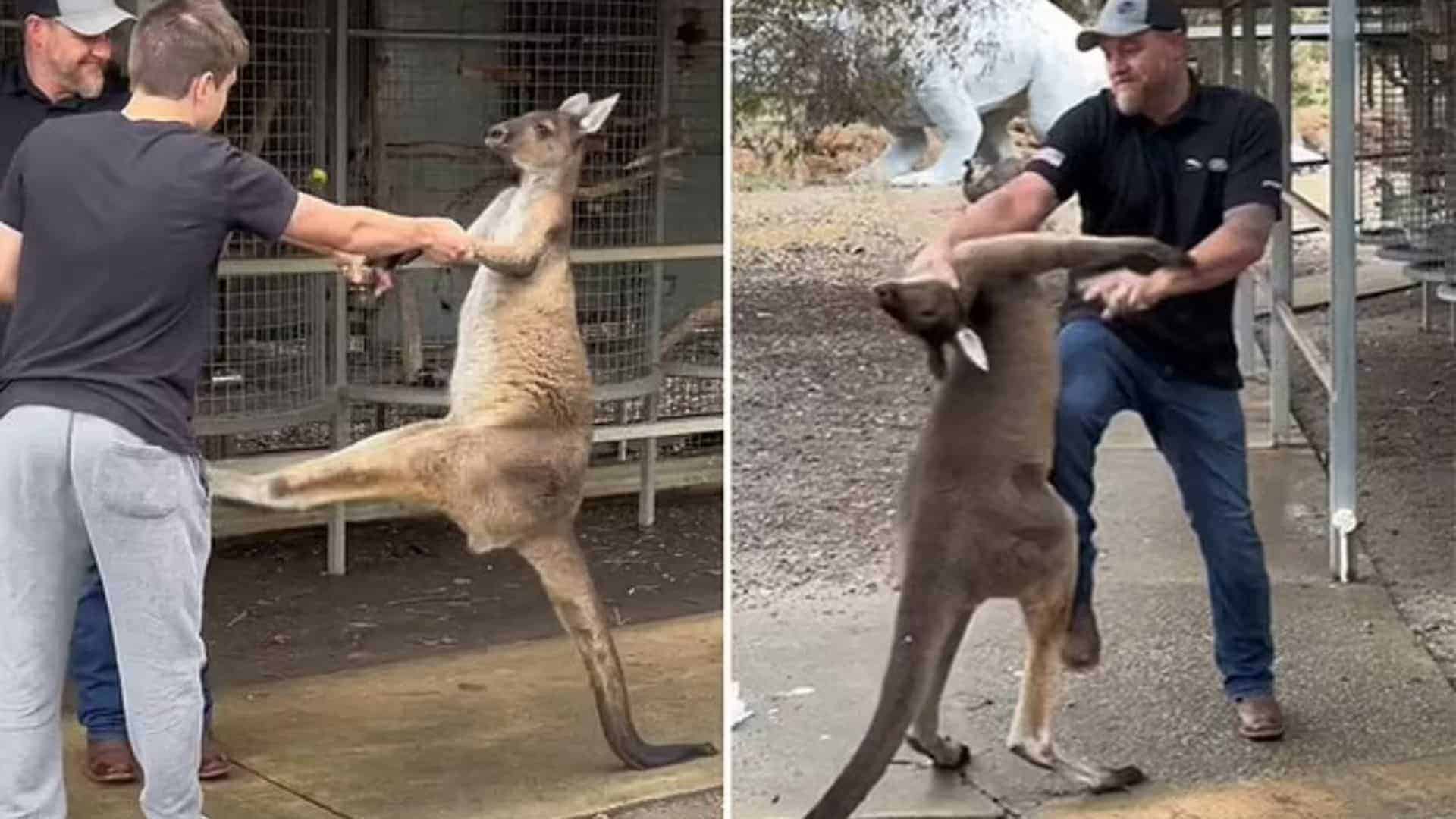 Kangaroo Attacks a Tourist