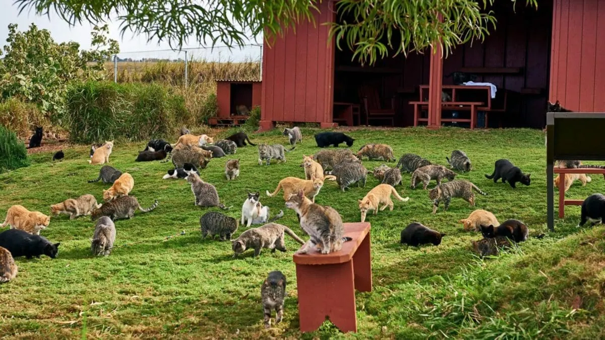 Tropical Paradise Is Home To 600 Cats