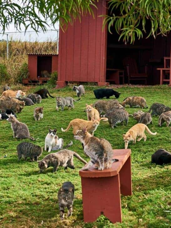 Watch: This Tropical Paradise Is Home To 600 Cats