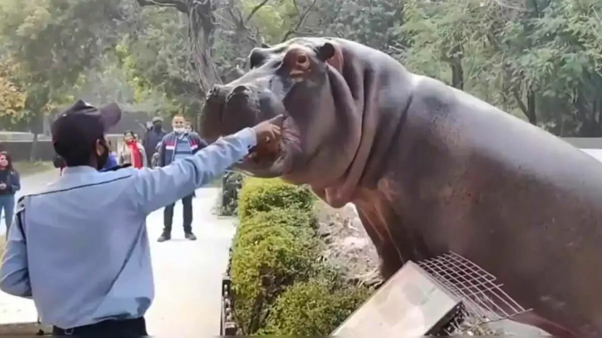 Giant Hippo Escaping the Zoo