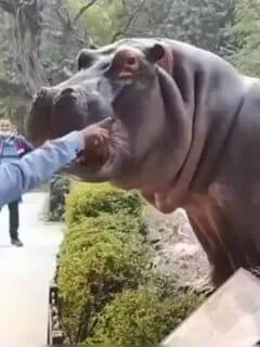 Giant Hippo Escaping the Zoo
