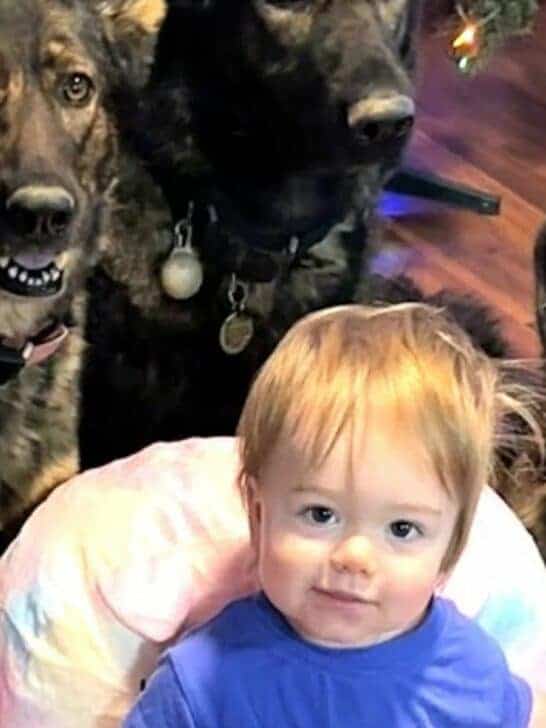 Huge German Shepherds Think Tiny Baby Is Their Puppy on Video