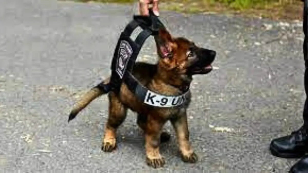 Puppies Training To Be Police K9's Get Distracted By Toys