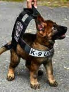 Puppies Training To Be Police K9's Get Distracted By Toys