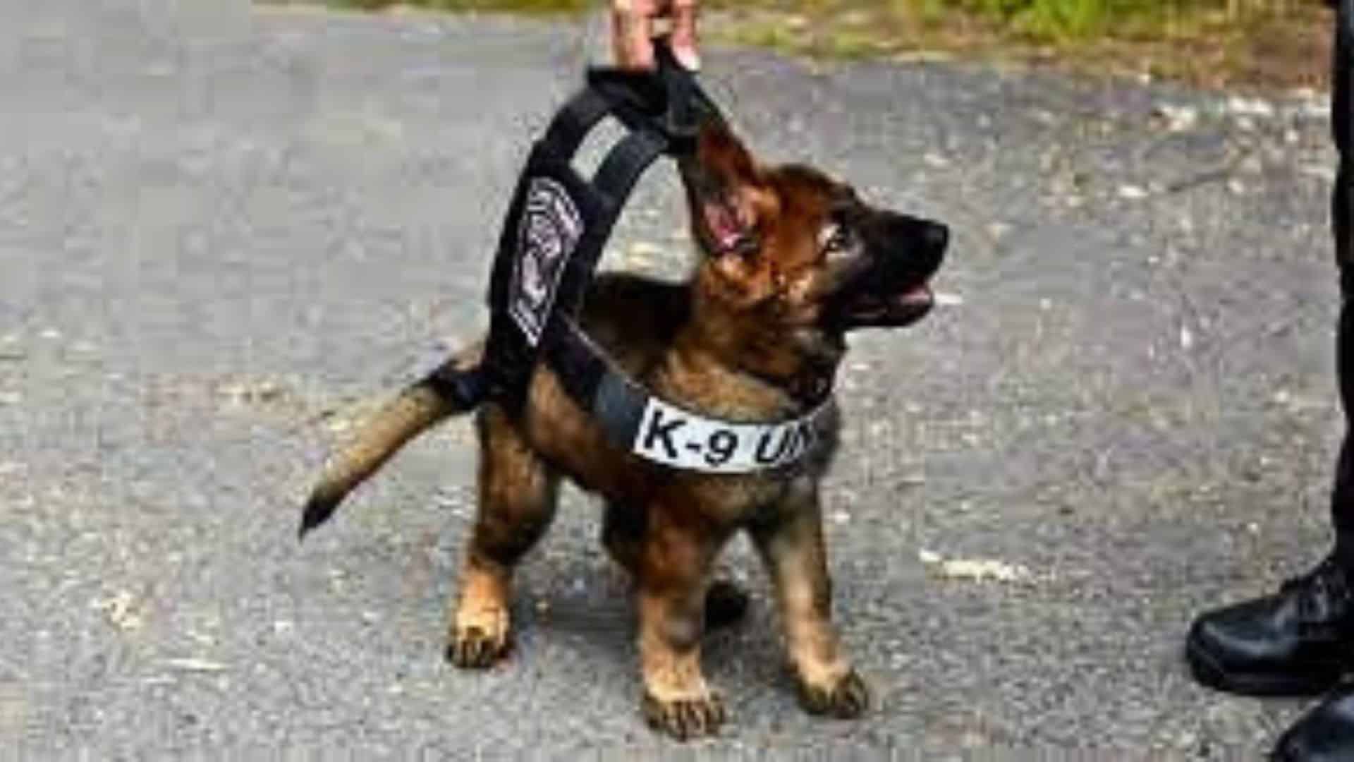 Puppies Training To Be Police K9's Get Distracted By Toys