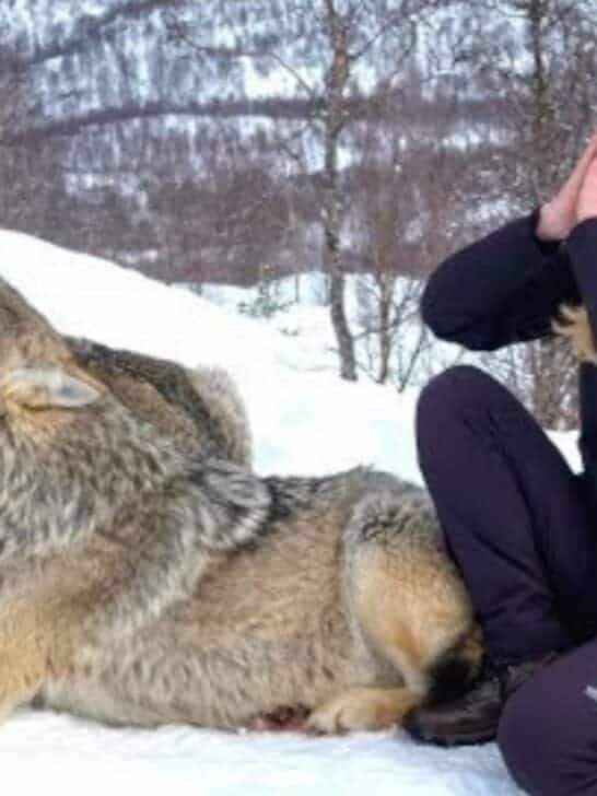 Watch: Girl howls with Wolves in Norway