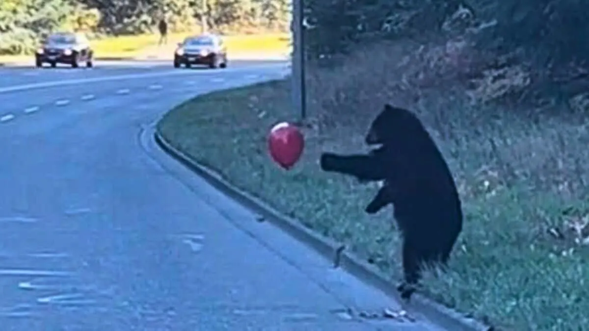 Black Bears playing with Red Balloon