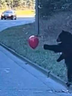 Black Bears playing with Red Balloon