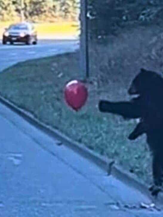 Watch: Black Bears playing with Red Balloon on Highway