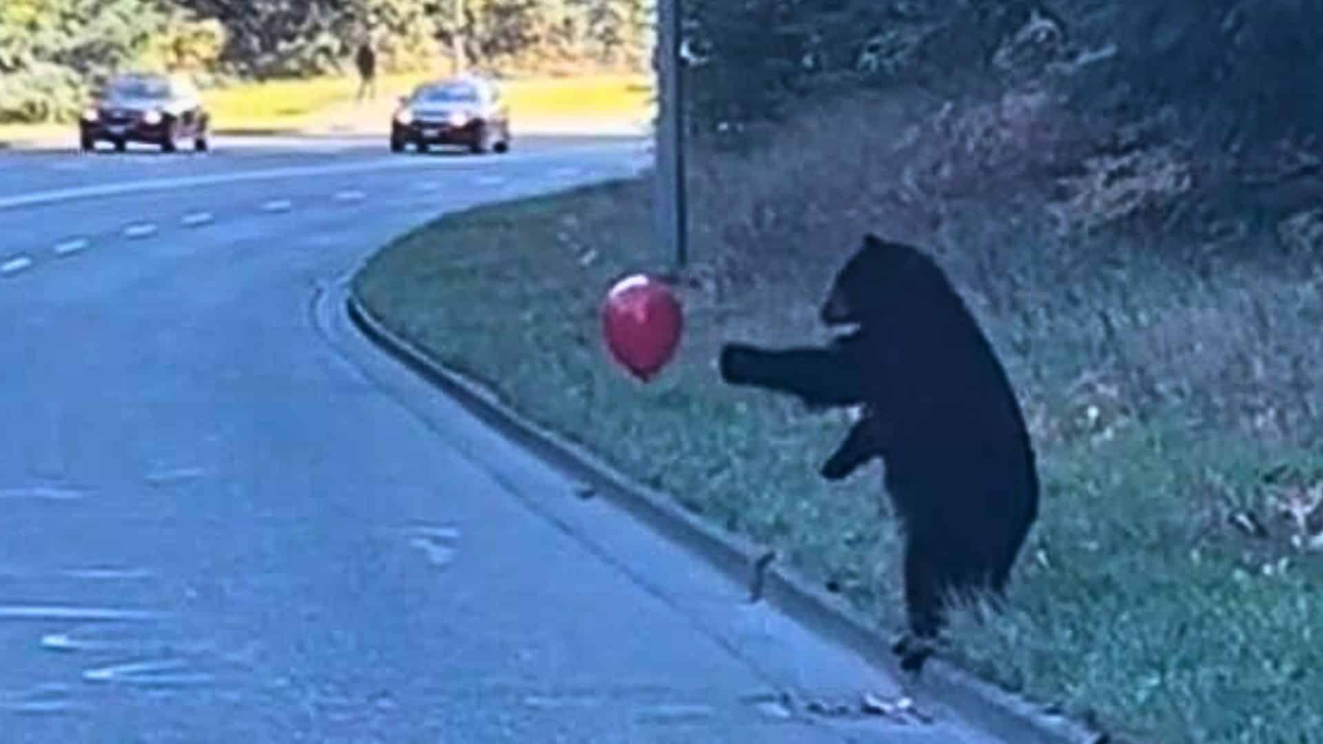 Black Bears playing with Red Balloon