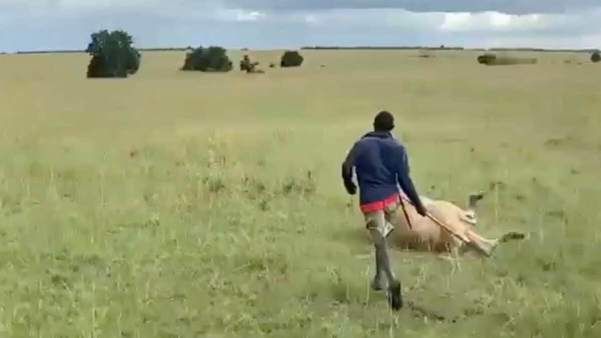 Maasai Chases Lion for Eating His Cow
