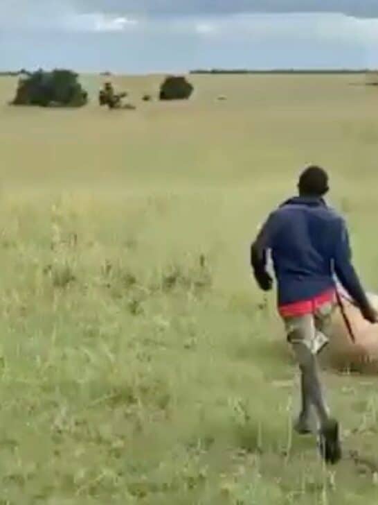 Watch: Maasai Warrior Chases Huge Lion for Eating His Cow