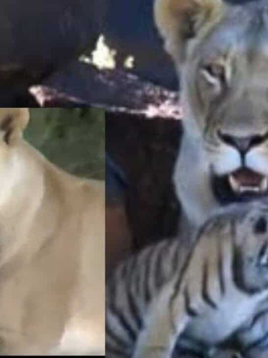 Watch: Lioness Helps Tigress to Raise Cubs