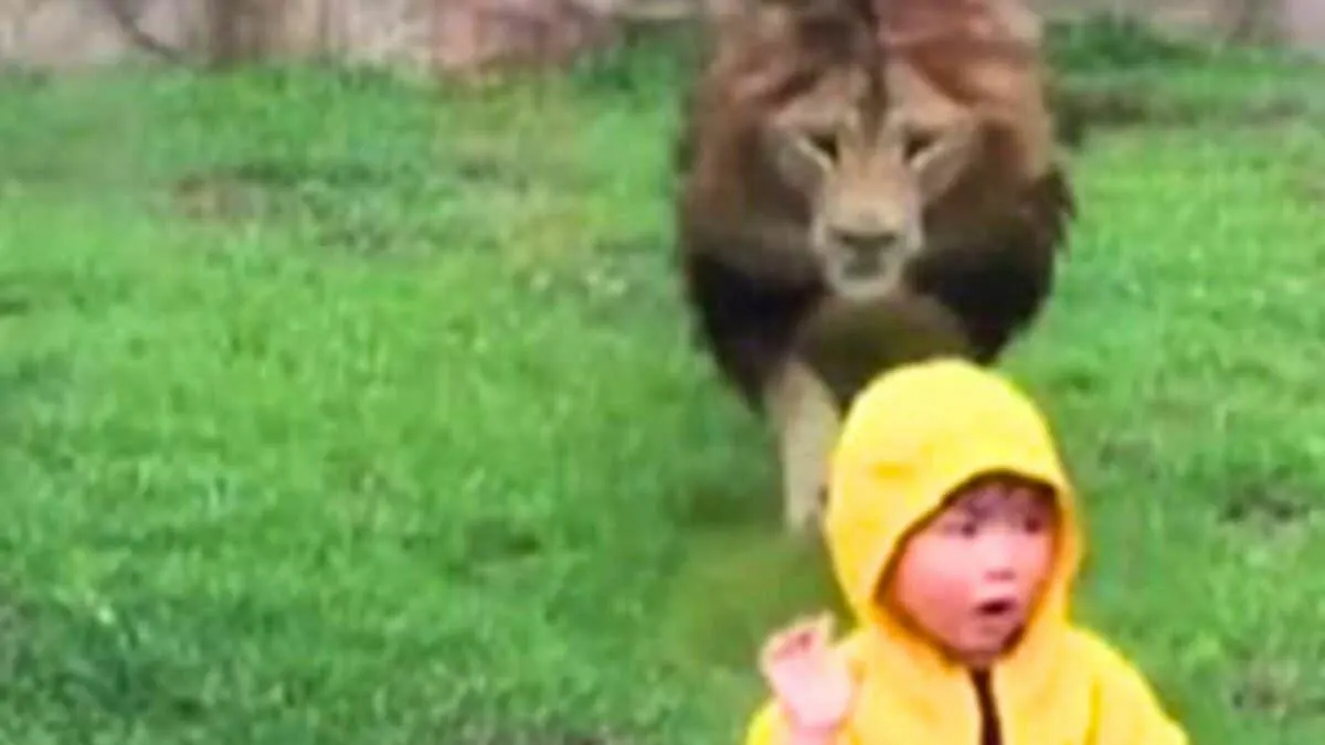 Lion Lunges at Boy at zoo