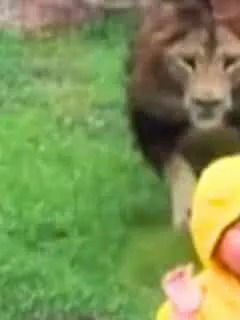 Lion Lunges at Boy at zoo