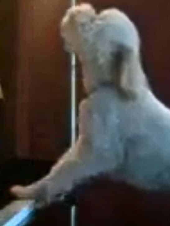 Dog Owner Set Up a Nanny Cam After Noise Complaints – Watch What Unfolded