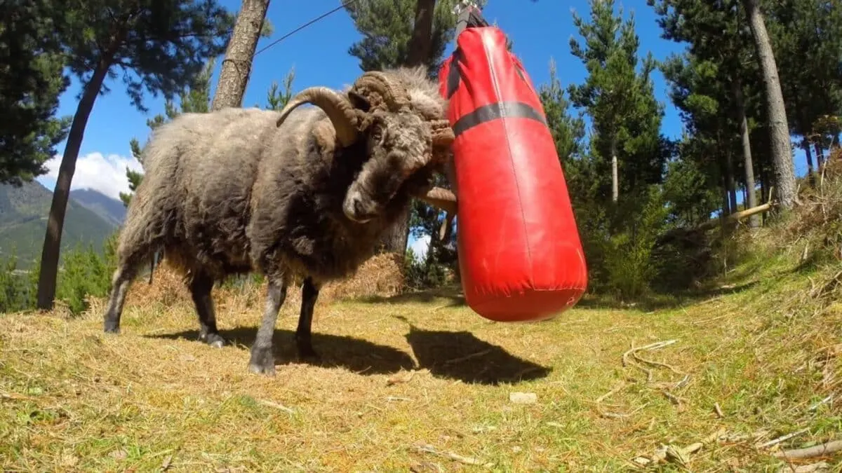 leave a boxing bag in the Forest