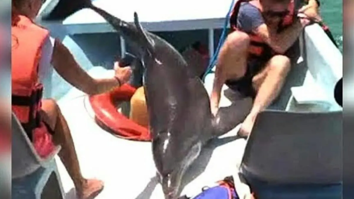 dolphin lands on boat and breaks woman's ankles