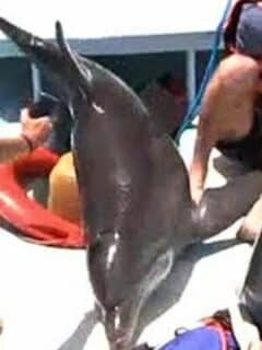 dolphin lands on boat and breaks woman's ankles