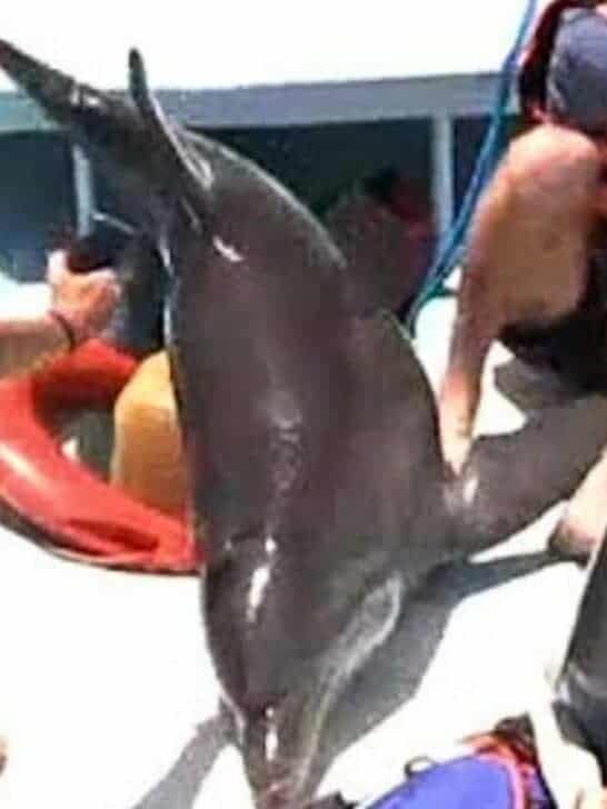 Watch: Leaping dolphin lands on boat and breaks woman’s ankles