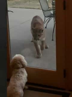 Fearless Tiny Dog Stares Down Huge Mountain Lion