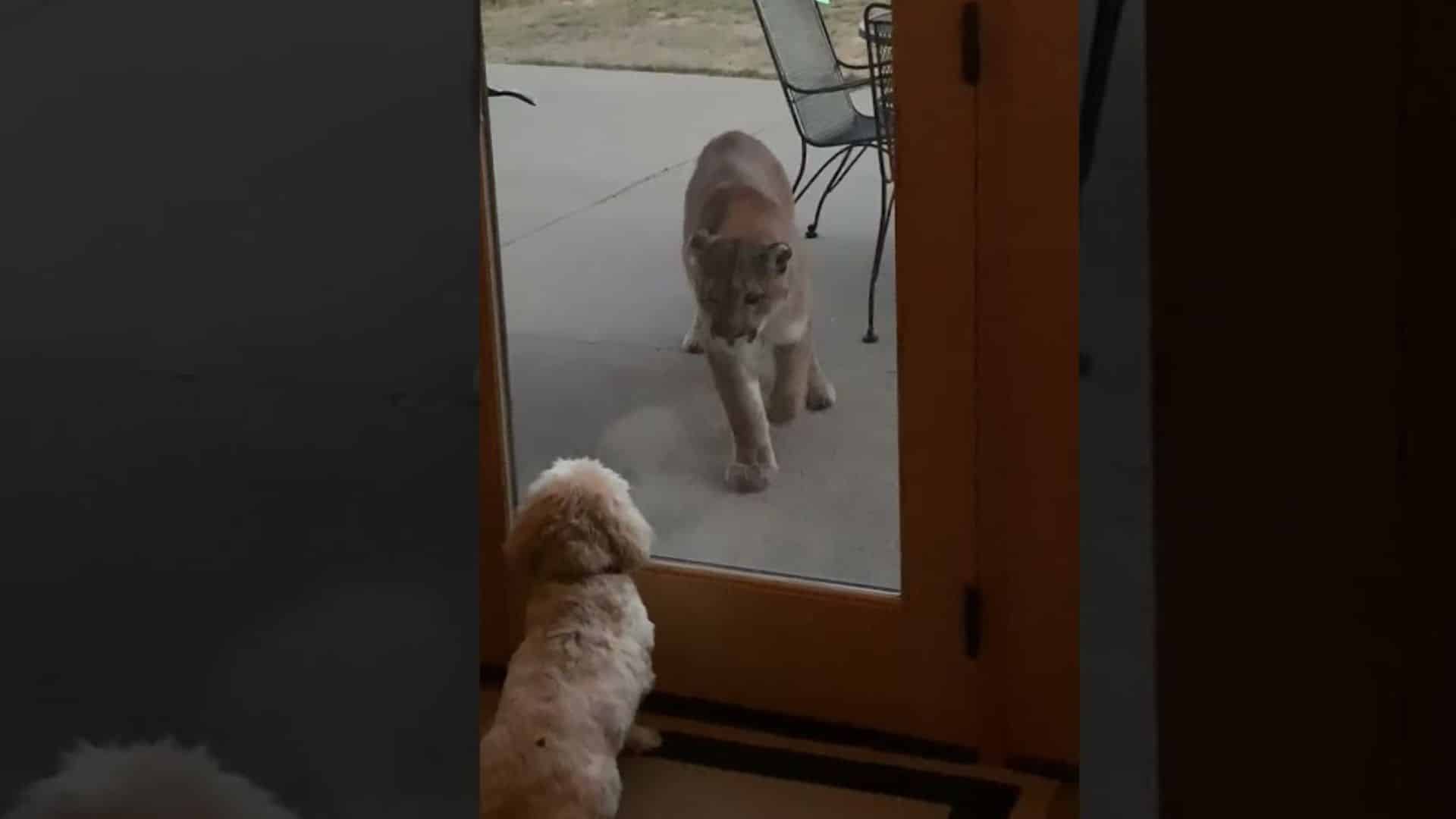Fearless Tiny Dog Stares Down Huge Mountain Lion