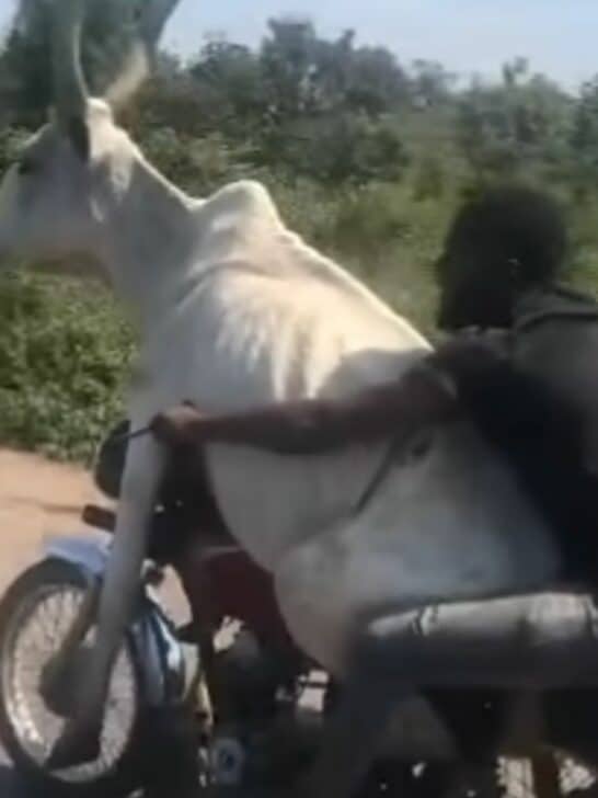 Cow Rides a Motorcycle in Nigeria