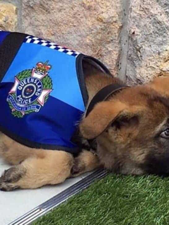 You Can Now Adopt ‘Too-Friendly’ Pups Who Failed K9 Training