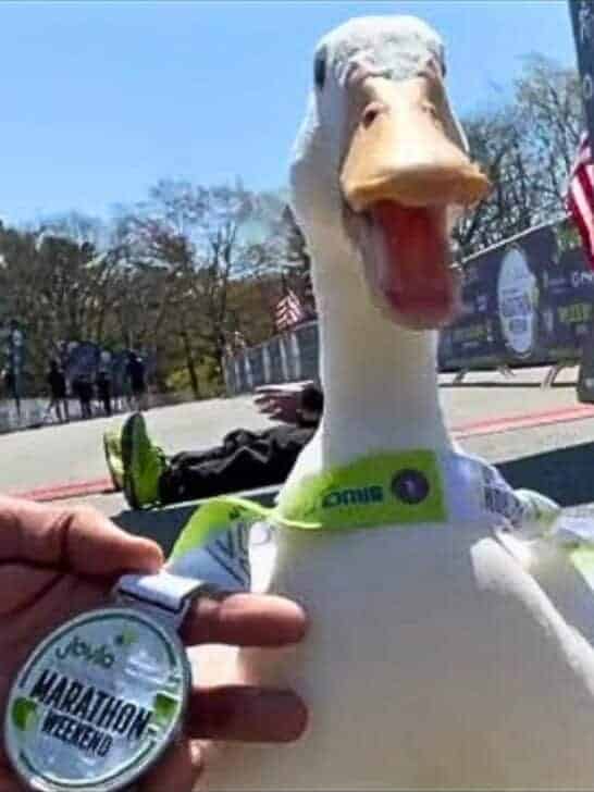Watch: Duck Runs NYC Marathon – wins medal