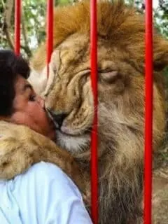 Lion Reunites with Human Mother