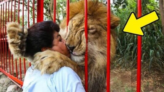 Massive Lion Reunites With Human Mother 12 Years Laters