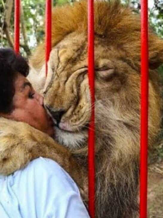 Massive Lion Reunites With Human Mother 12 Years Laters